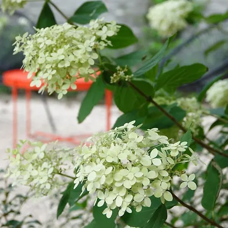 Lejlighed House Forelle